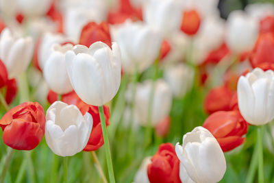 Close-up of white tulips on field