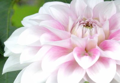 Close-up of pink flower blooming outdoors