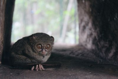 Portrait of tarsier