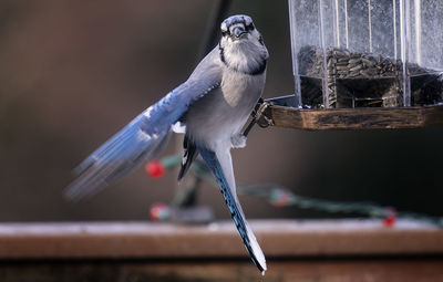 A bluejay finds some sunflower seeds on a narrow perch