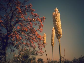 Low angle view of flowering plants against sky during sunset