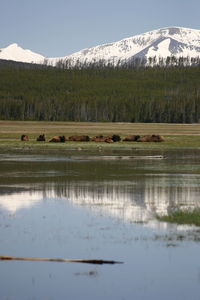 Scenic view of lake by snowcapped mountains