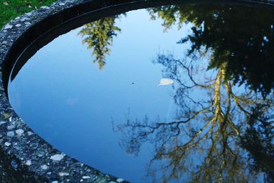 Reflection of trees in water