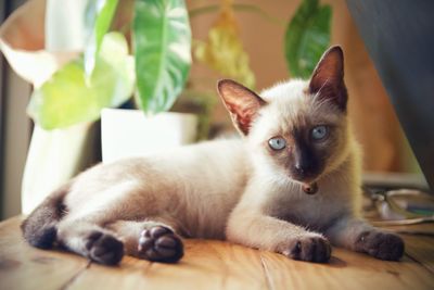 Portrait of cat lying on table at home