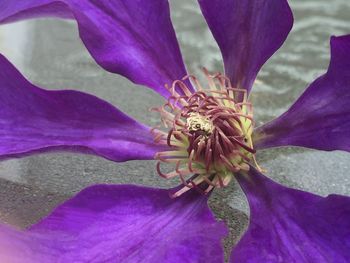 Close-up of insect on purple flower