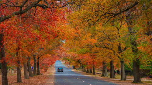 Avenue of wonderful coloured autumn trees.