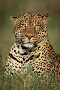 Close-up portrait of leopard