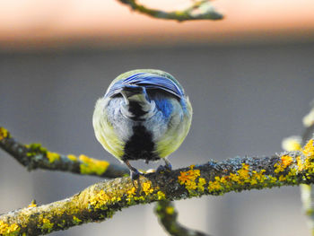 Close-up of bird perching on plant