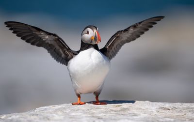 Close-up of puffin on rock