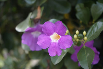 Close-up of pink flowering plant