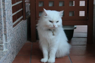 Portrait of white cat on floor in house