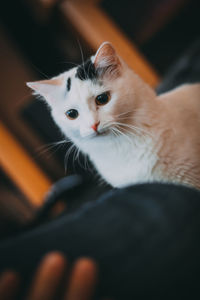 Close-up portrait of cat