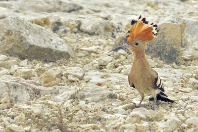 Close up of bird on rock