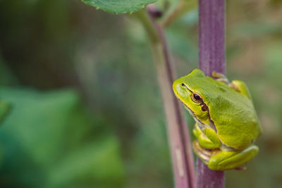 Close-up of green frog on leaf