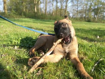 Portrait of dog relaxing on field