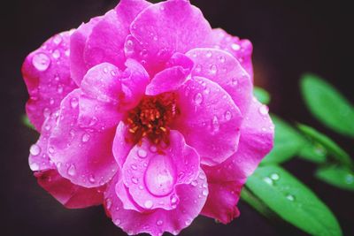 Close-up of wet pink flowers blooming against black background