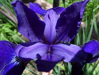 Close-up of purple iris blooming outdoors