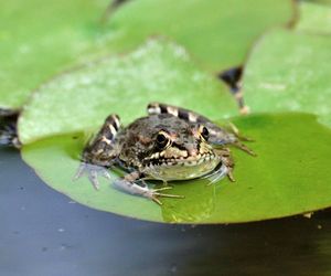 Close-up of frog in pond