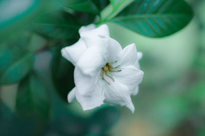 Close-up of insect on flower