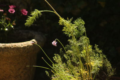 Close-up of plant