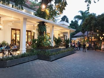 Potted plants on illuminated street by building at night