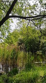 Scenic view of lake in forest