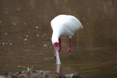 White drinking water in a lake