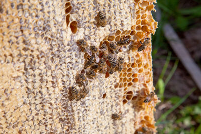 Close-up of bee on wood