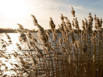 Reeds growing by lake against sky at morning