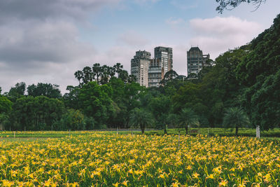 Yellow flowers growing in field