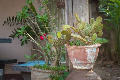 Close-up of potted plant on table