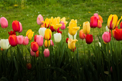 Close-up of tulips in field