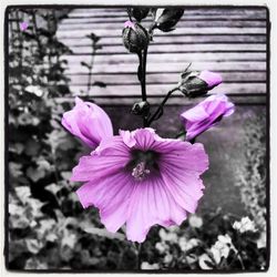 Close-up of pink flower