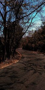 Road amidst trees in forest against sky