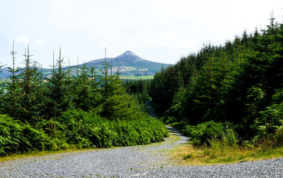 Road amidst trees and plants against sky