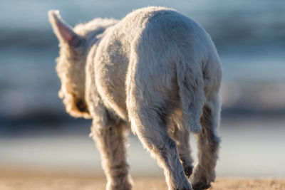 Dog walking at beach