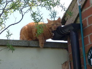 Low angle view of cat on wall