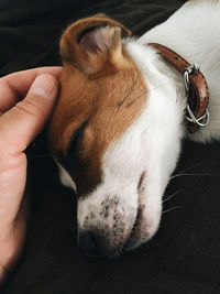 Close-up of hand holding dog