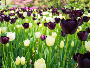 Close-up of purple tulips blooming in field