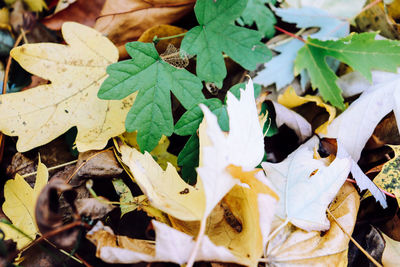 High angle view of leaves on field