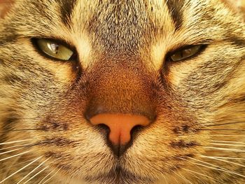 Close-up portrait of cat