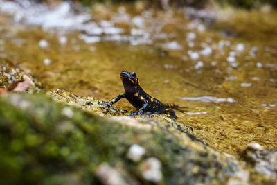 Close-up of insect on rock