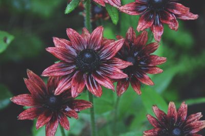 Close-up of red flower