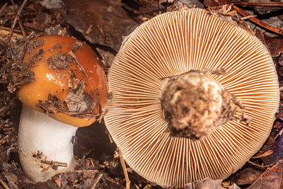 mushroom