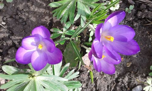 Close-up of purple flowers