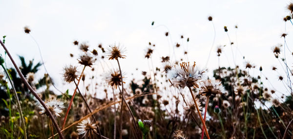 Close-up of flowering plants on field against sky