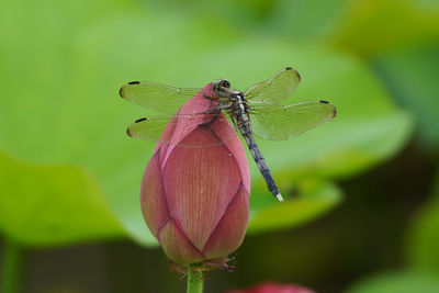 Close-up of dragonfly on plant