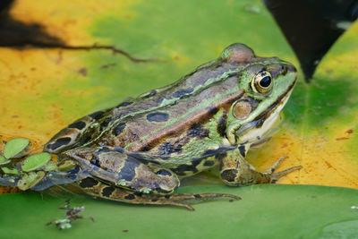 High angle view of frog on leaf