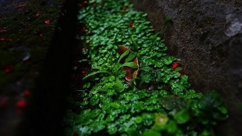 Close-up high angle view of plants