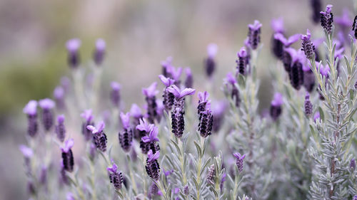 Close-up of bee on lavender flowers